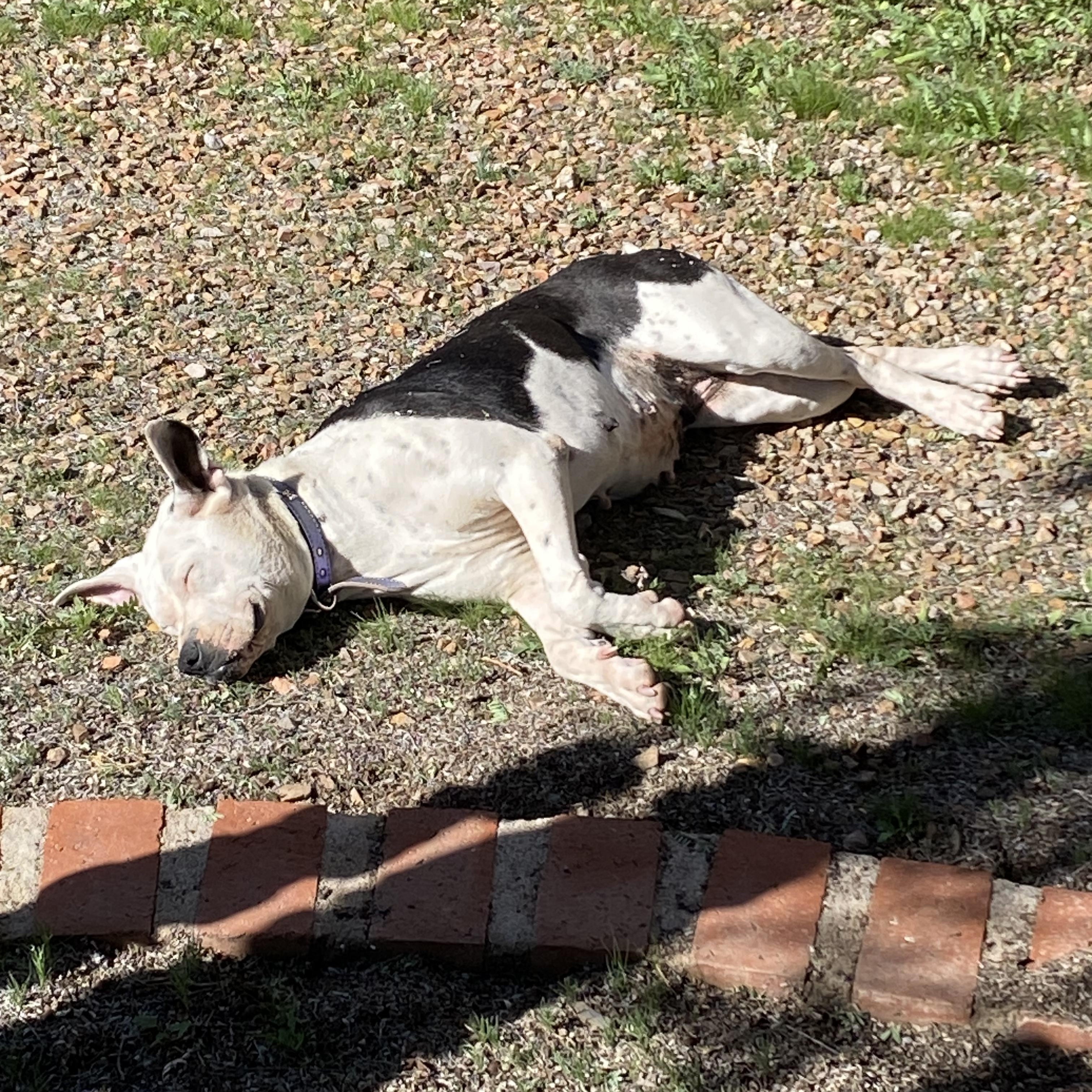 Jasmine, a ADOPTABLE Pit Bull Terrier in Flagstaff, AZ image 6/6
