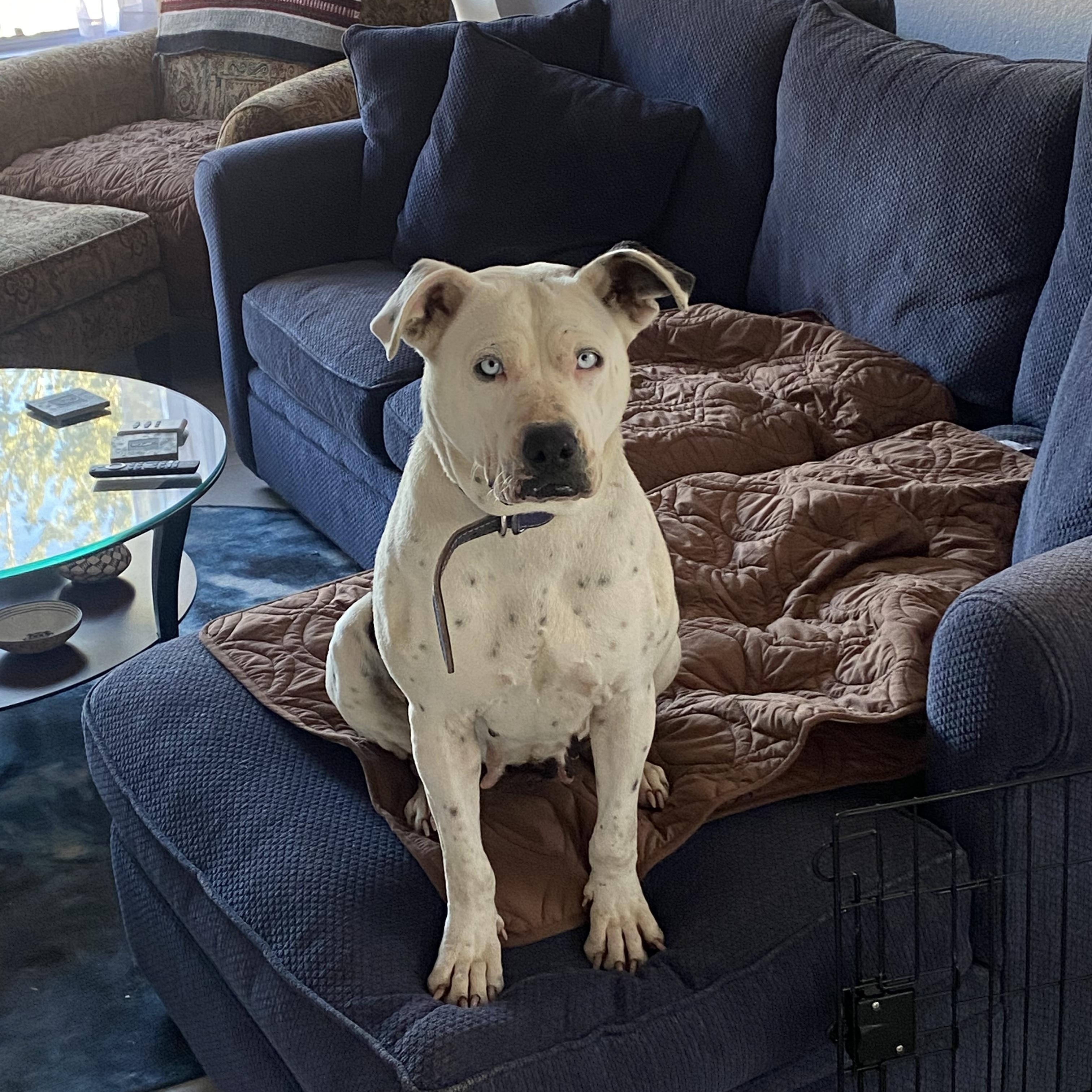 Jasmine, a ADOPTABLE Pit Bull Terrier in Flagstaff, AZ image 5/6