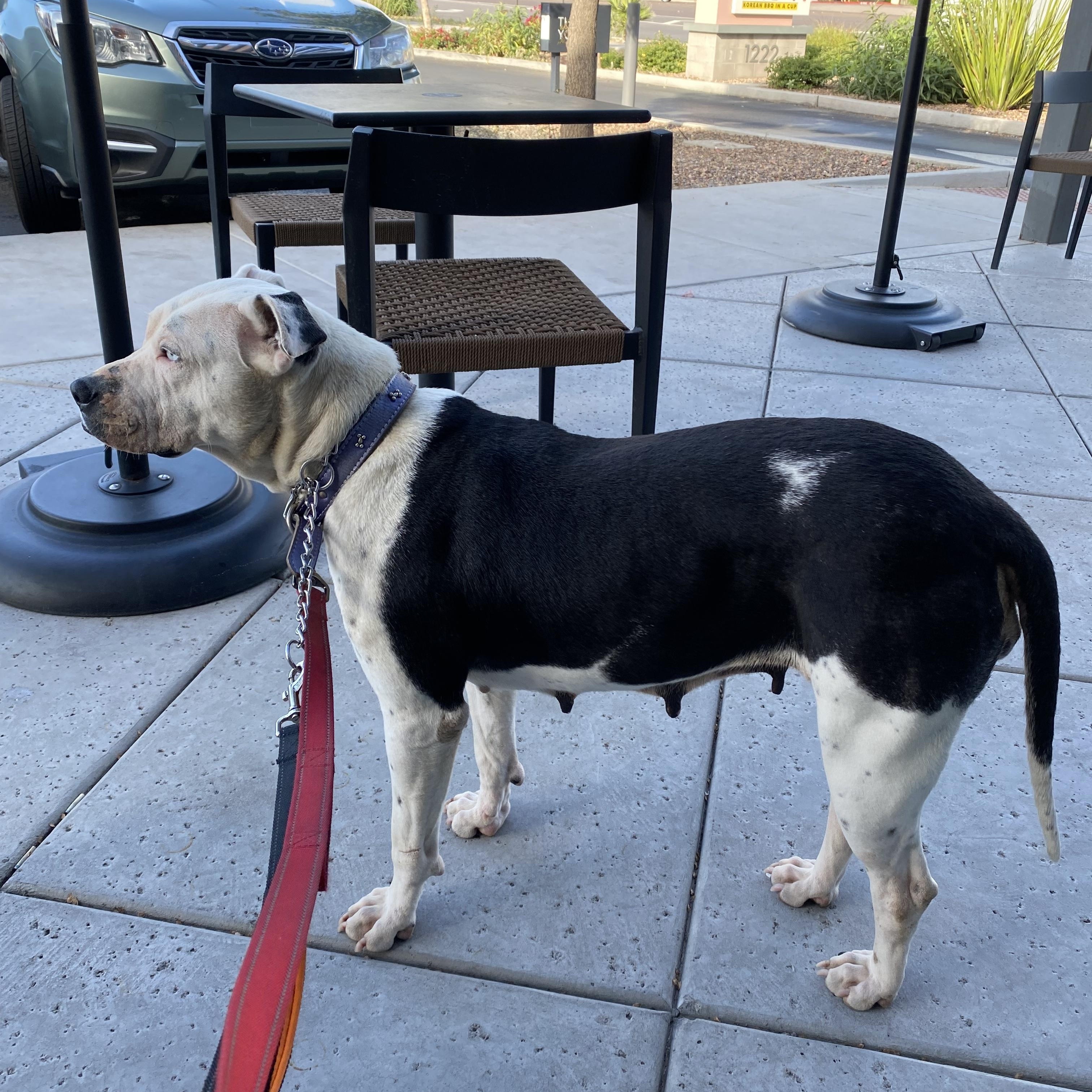 Jasmine, a ADOPTABLE Pit Bull Terrier in Flagstaff, AZ image 3/6