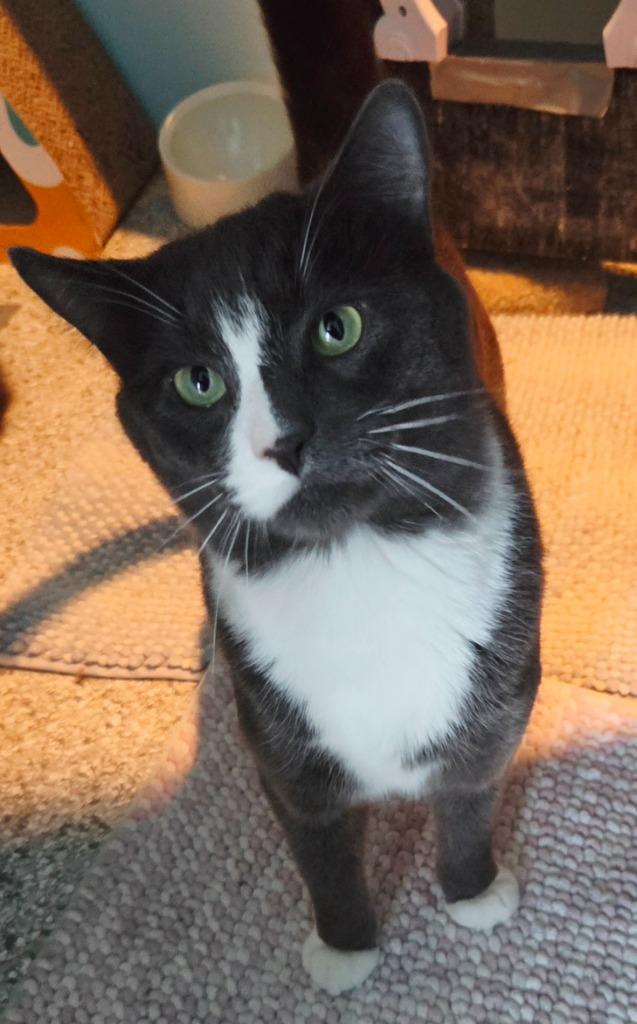 Bacon, Adoptable, Young Male Domestic Short Hair.