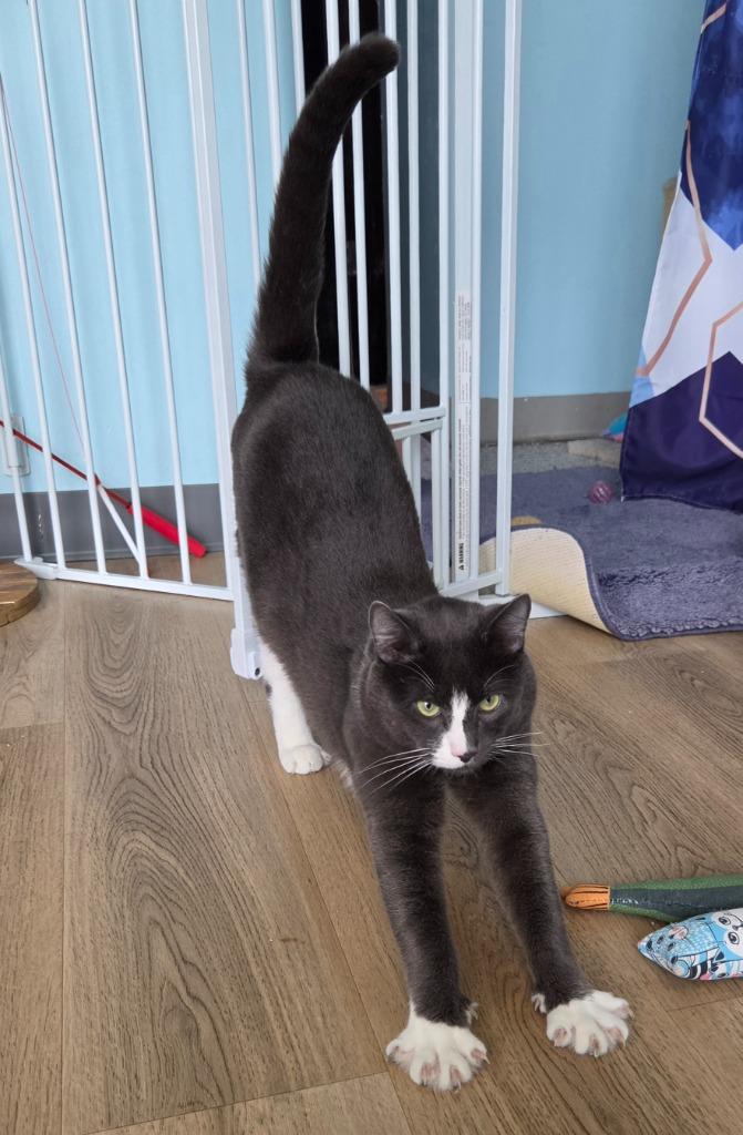 Bacon, a Adoptable mixed breed in Liverpool, NY image 2/6