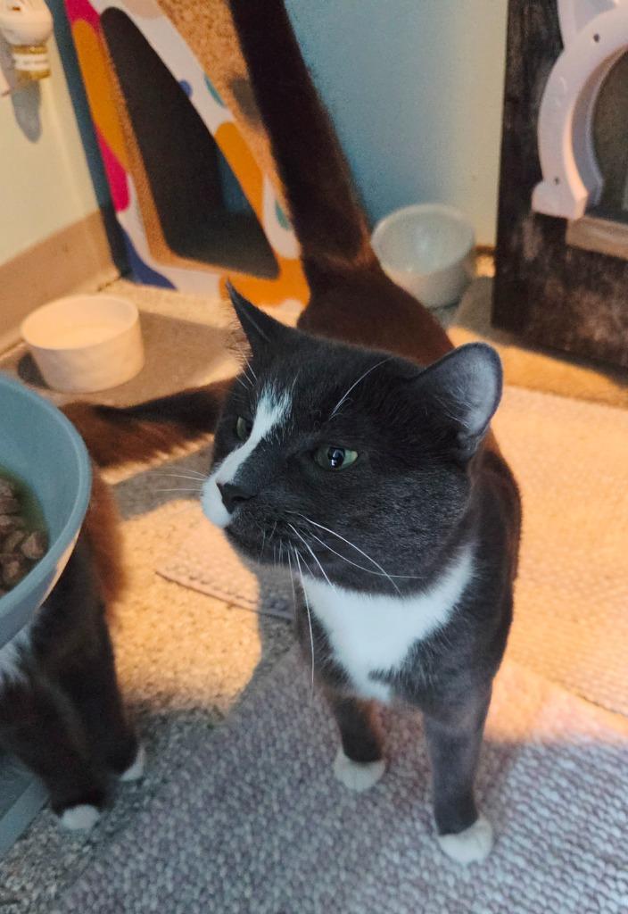 Bacon, a Adoptable mixed breed in Liverpool, NY image 3/6