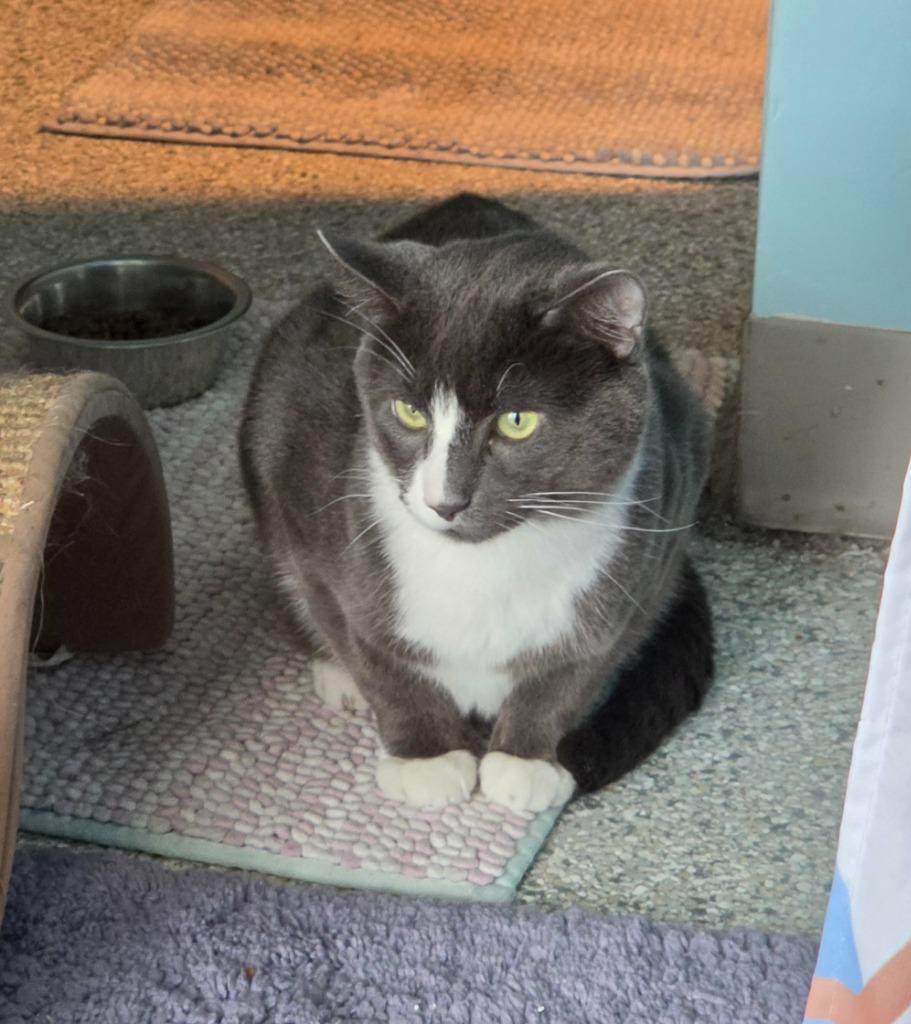Bacon, a Adoptable mixed breed in Liverpool, NY image 5/6