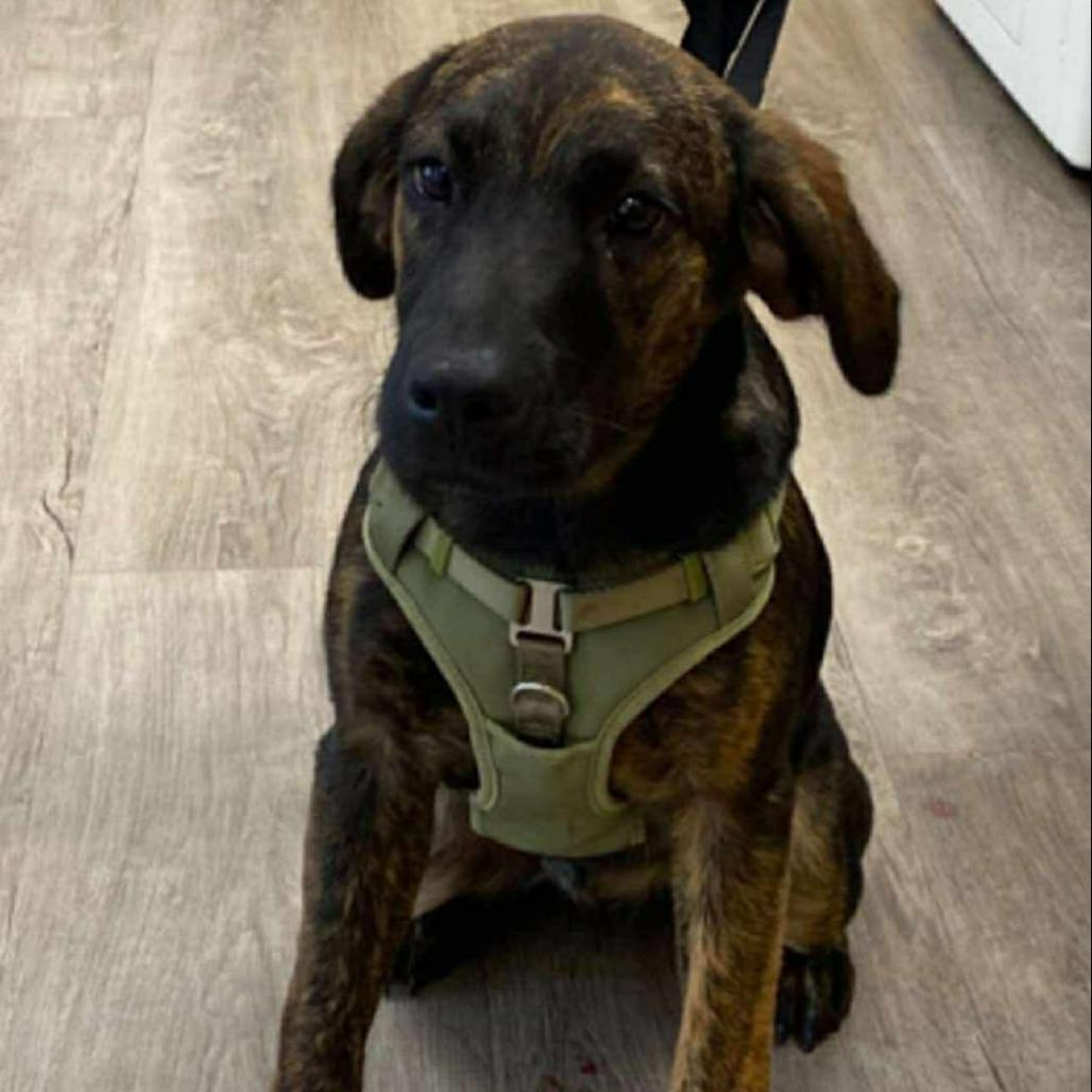 Magnolia, Adoptable, Young Female Plott Hound.