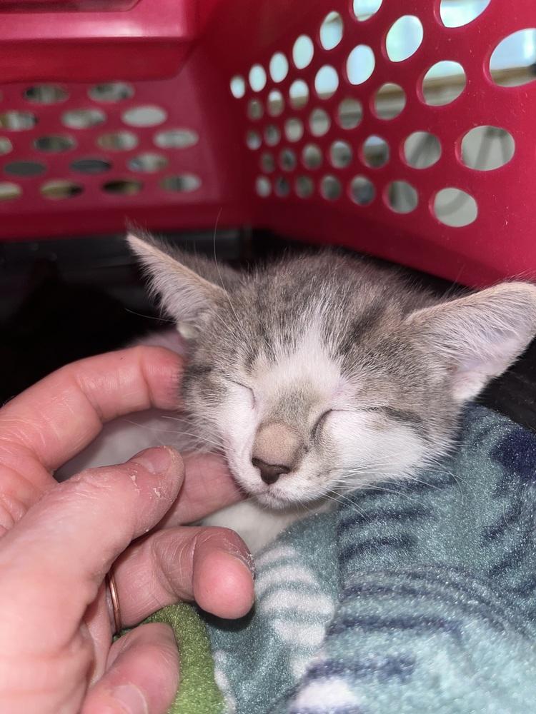 Mabel, Adoptable, Kitten Female Domestic Short Hair.