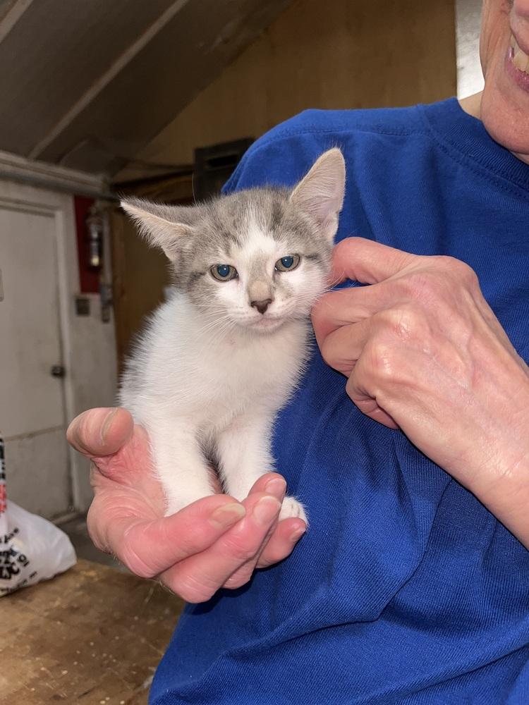 Enlarge Mabel, a Adoptable mixed breed in Franklin, WV image 2/3