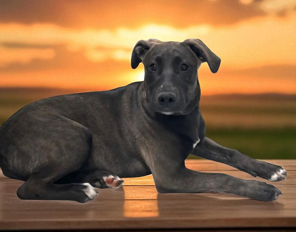 Poppy, Adoptable, Young Female Labrador Retriever & Weimaraner.