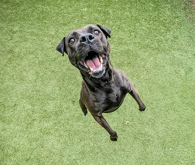 Enlarge YONA, a Adoptable mixed breed in Clyde, NC image 1/1