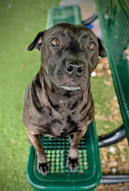 Enlarge YONA, a Adoptable Patterdale Terrier / Fell Terrier in Clyde, NC image 1/1