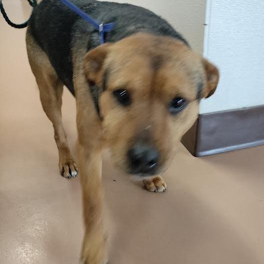 Bear, Adoptable, Adult Male Mixed Breed.