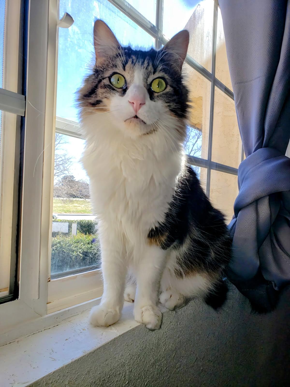 Teddy, Adult Male Maine Coon