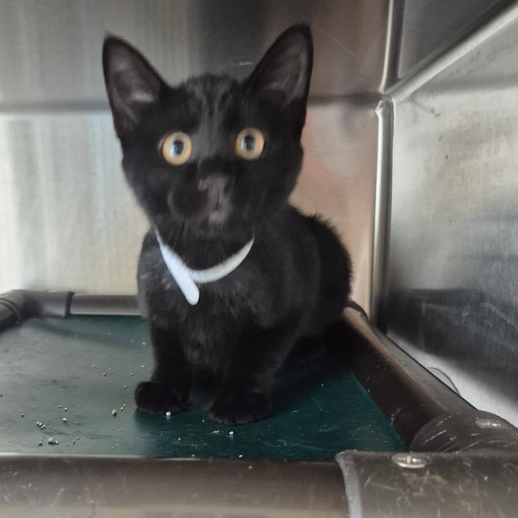 Licorice, Adoptable, Kitten Female Domestic Short Hair.