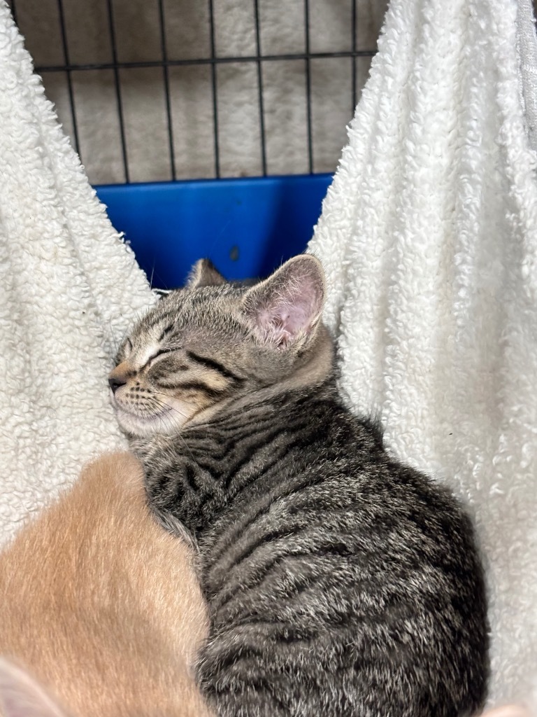Sparky, an adoptable Domestic Short Hair in Corpus Christi, TX, 78415 | Photo Image 1