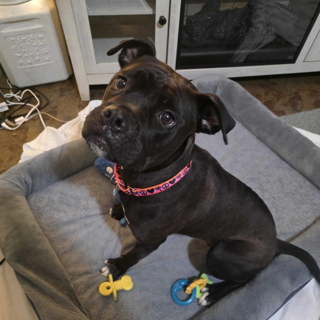 Rhea, Adoptable, Adult Female Boxer & Mixed Breed.