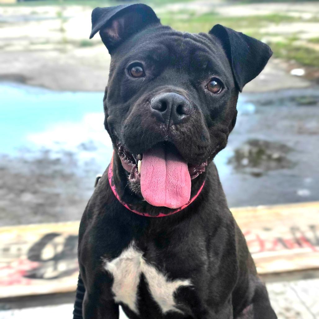 Enlarge Rhea, a Adoptable mixed breed in Owosso, MI image 2/6