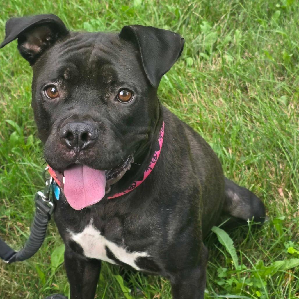 Enlarge Rhea, a Adoptable mixed breed in Owosso, MI image 3/6