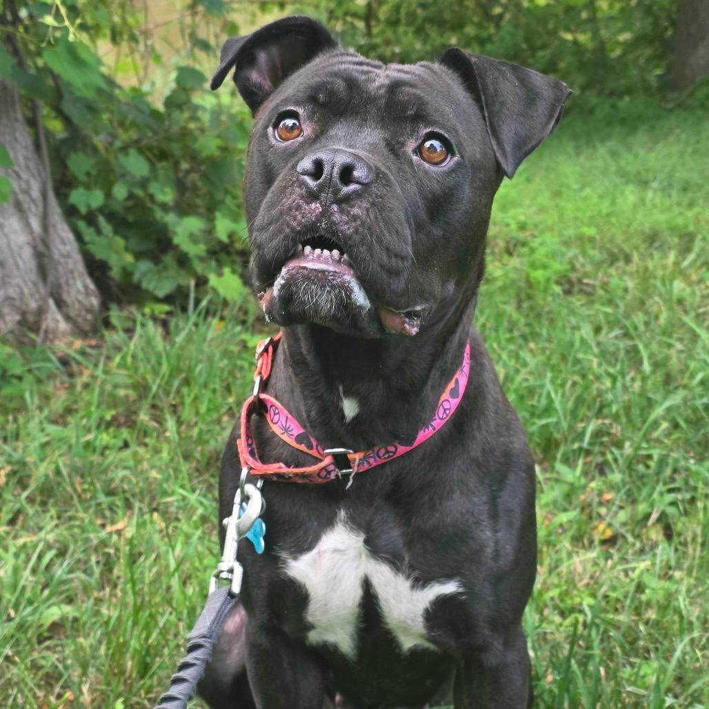 Enlarge Rhea, a Adoptable mixed breed in Owosso, MI image 4/6
