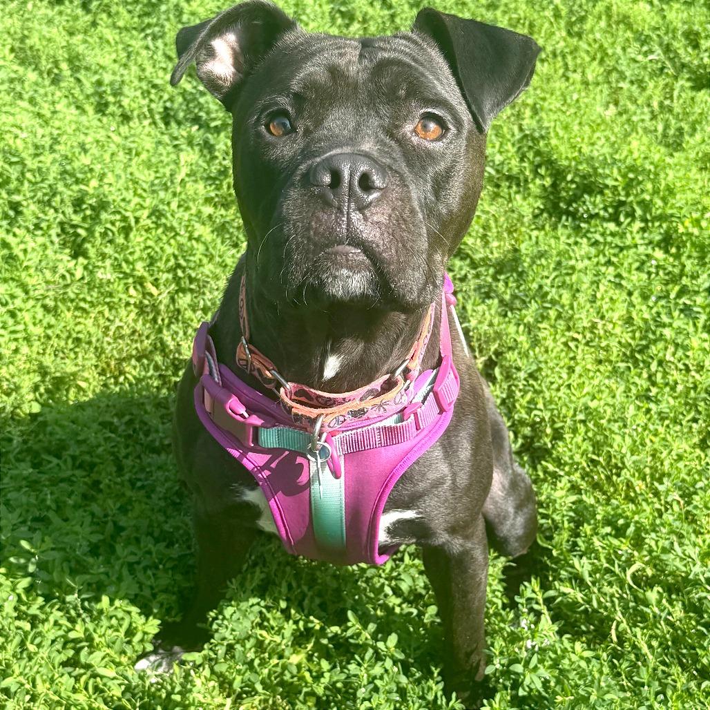 Enlarge Rhea, a Adoptable mixed breed in Owosso, MI image 5/6