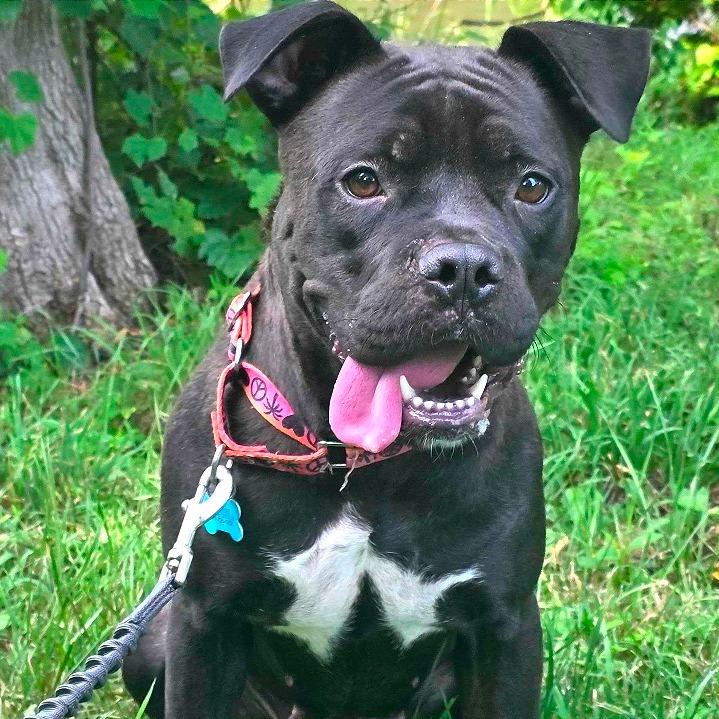 Enlarge Rhea, a Adoptable mixed breed in Owosso, MI image 6/6