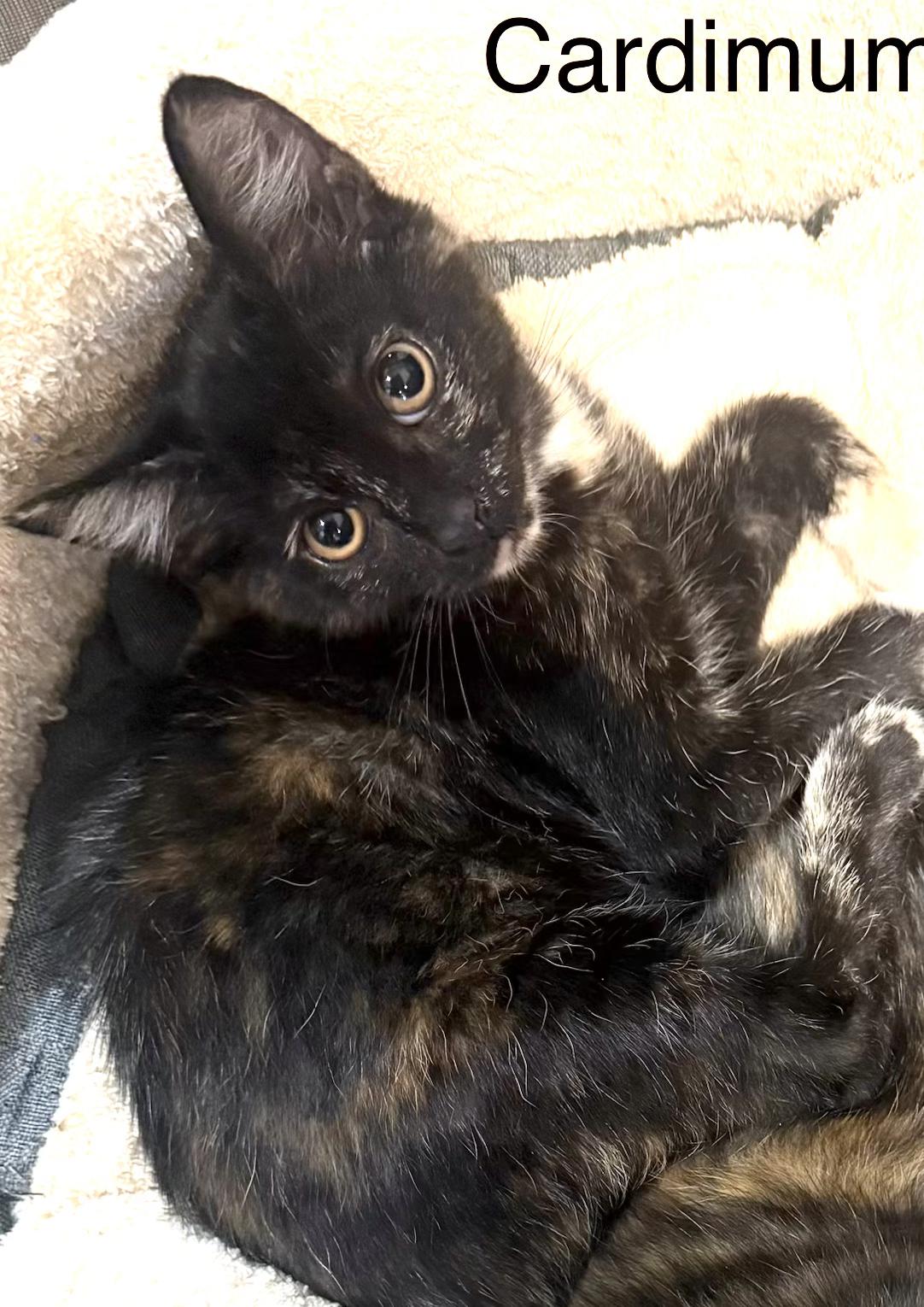 Cardimum, adopted, Kitten Female Domestic Medium Hair.