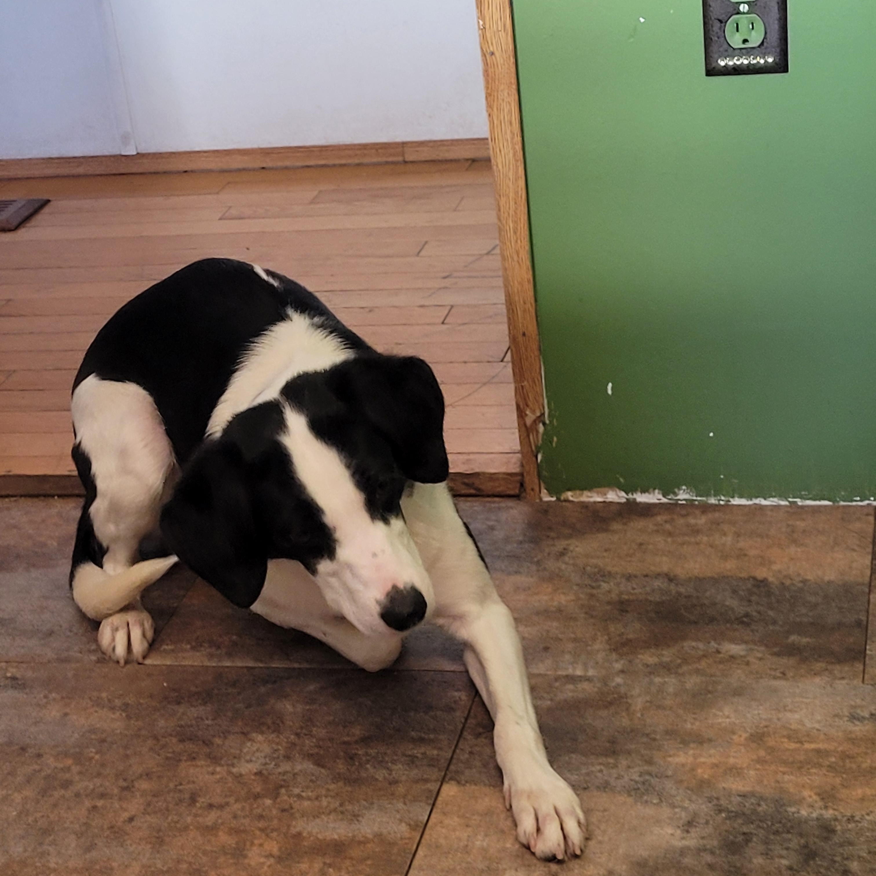 Enlarge MB, a hold mixed breed in Lacombe, AB image 4/6