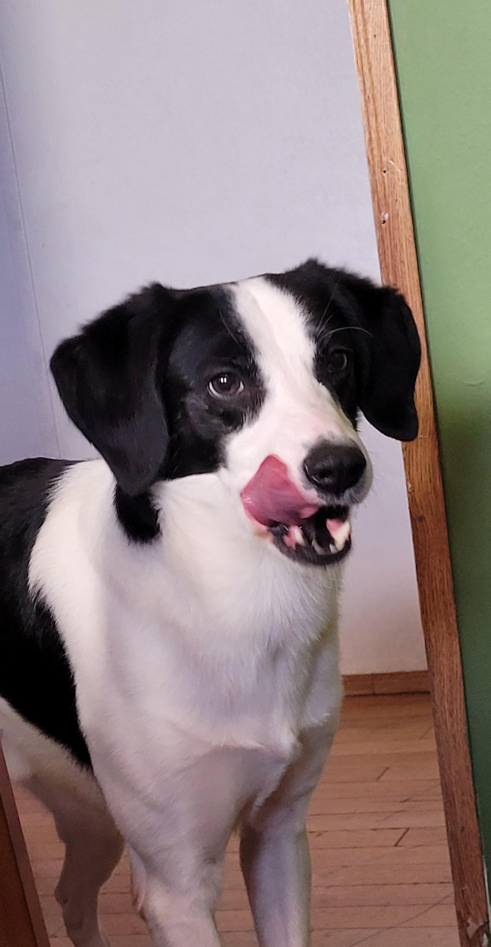 Enlarge MB, a hold mixed breed in Lacombe, AB image 6/6