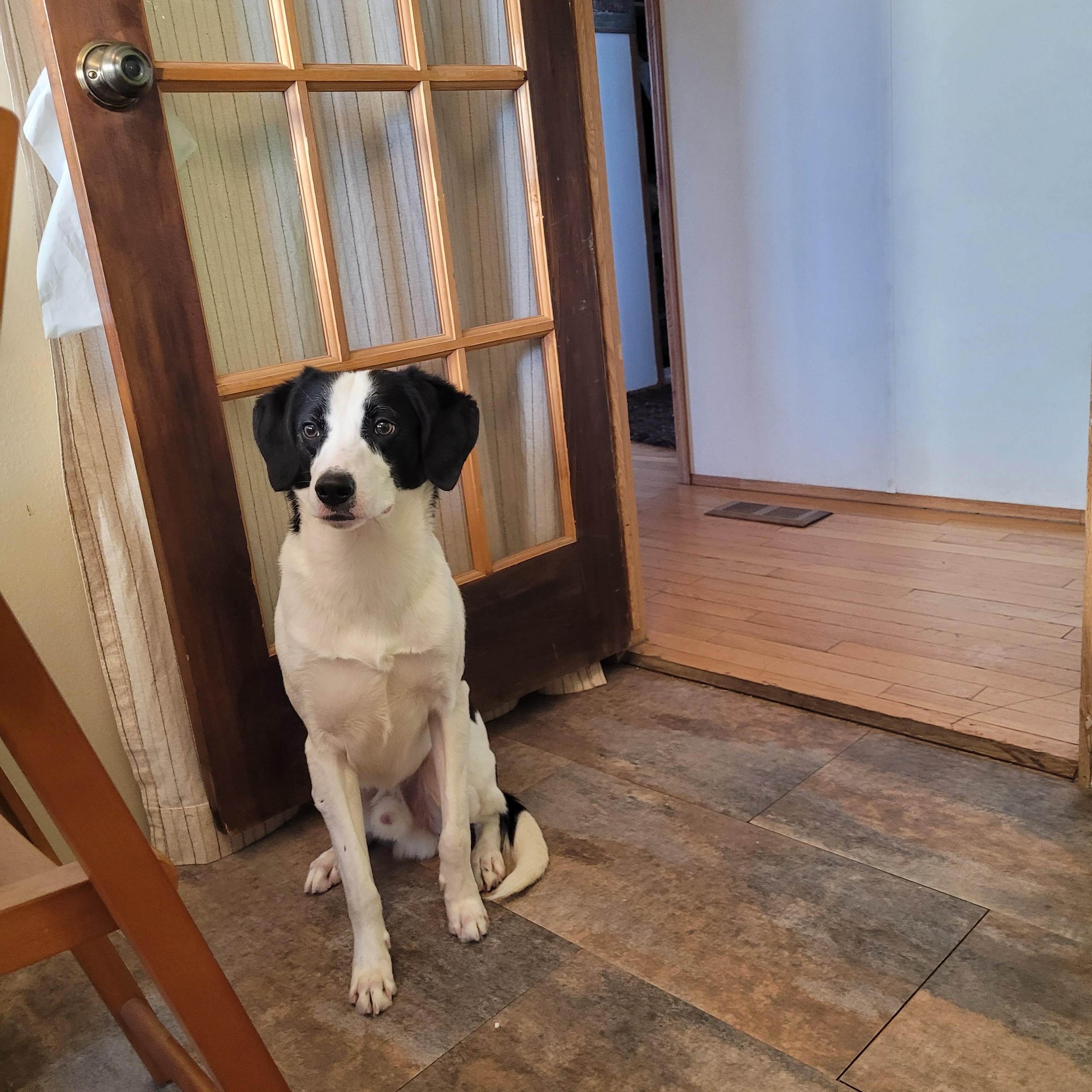 Enlarge MB, a hold mixed breed in Lacombe, AB image 5/6