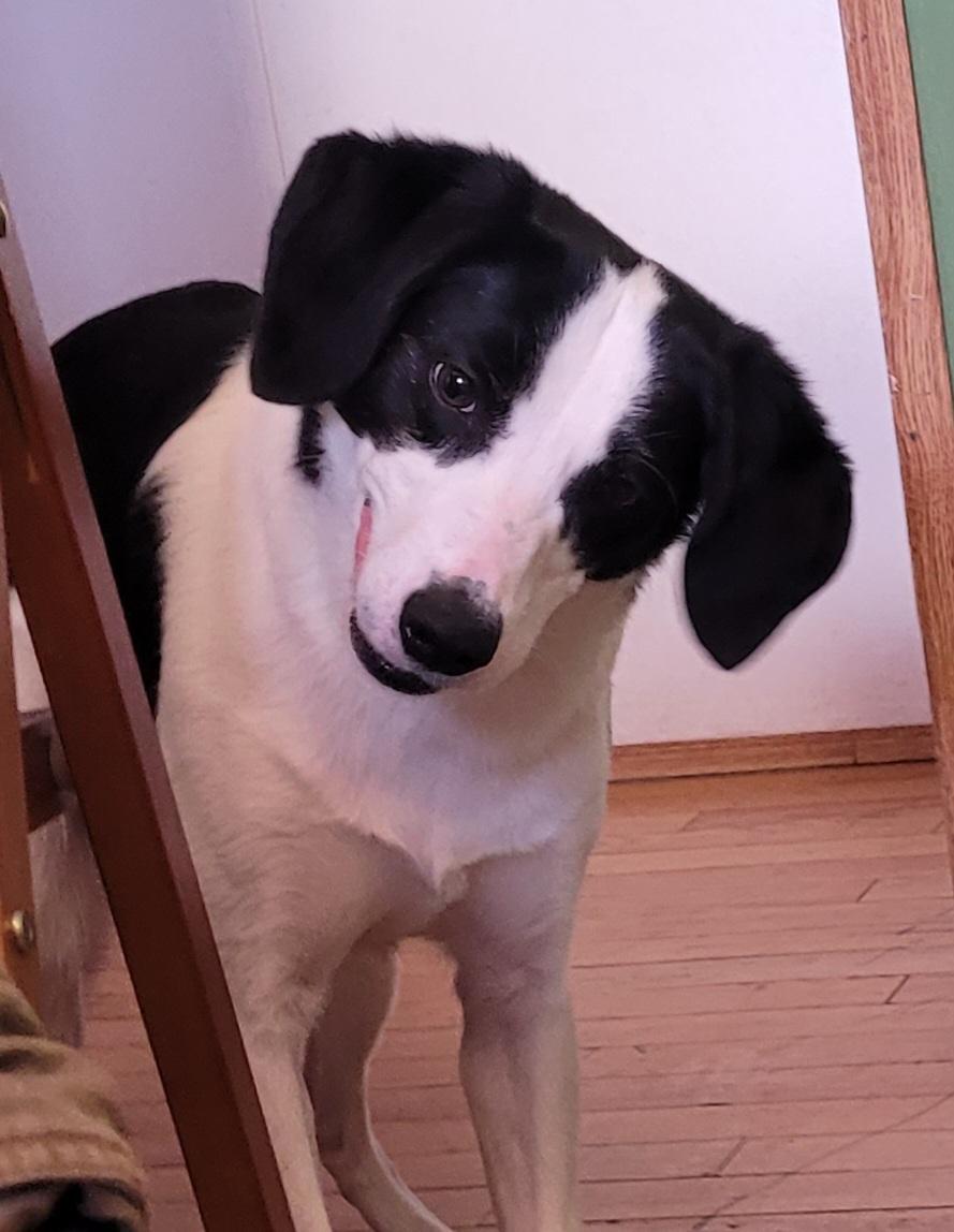 Enlarge MB, a hold mixed breed in Lacombe, AB image 1/6