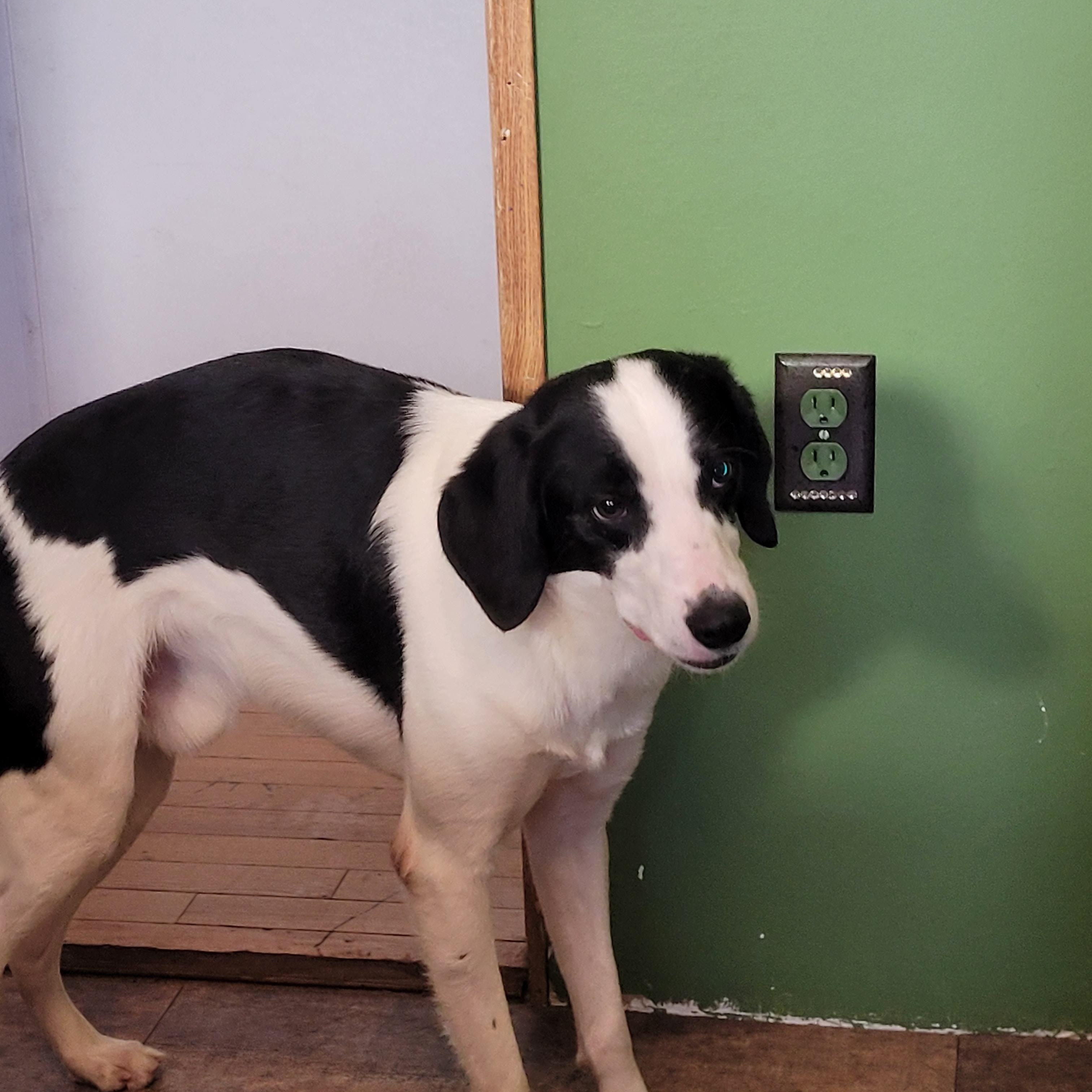 Enlarge MB, a hold mixed breed in Lacombe, AB image 3/6