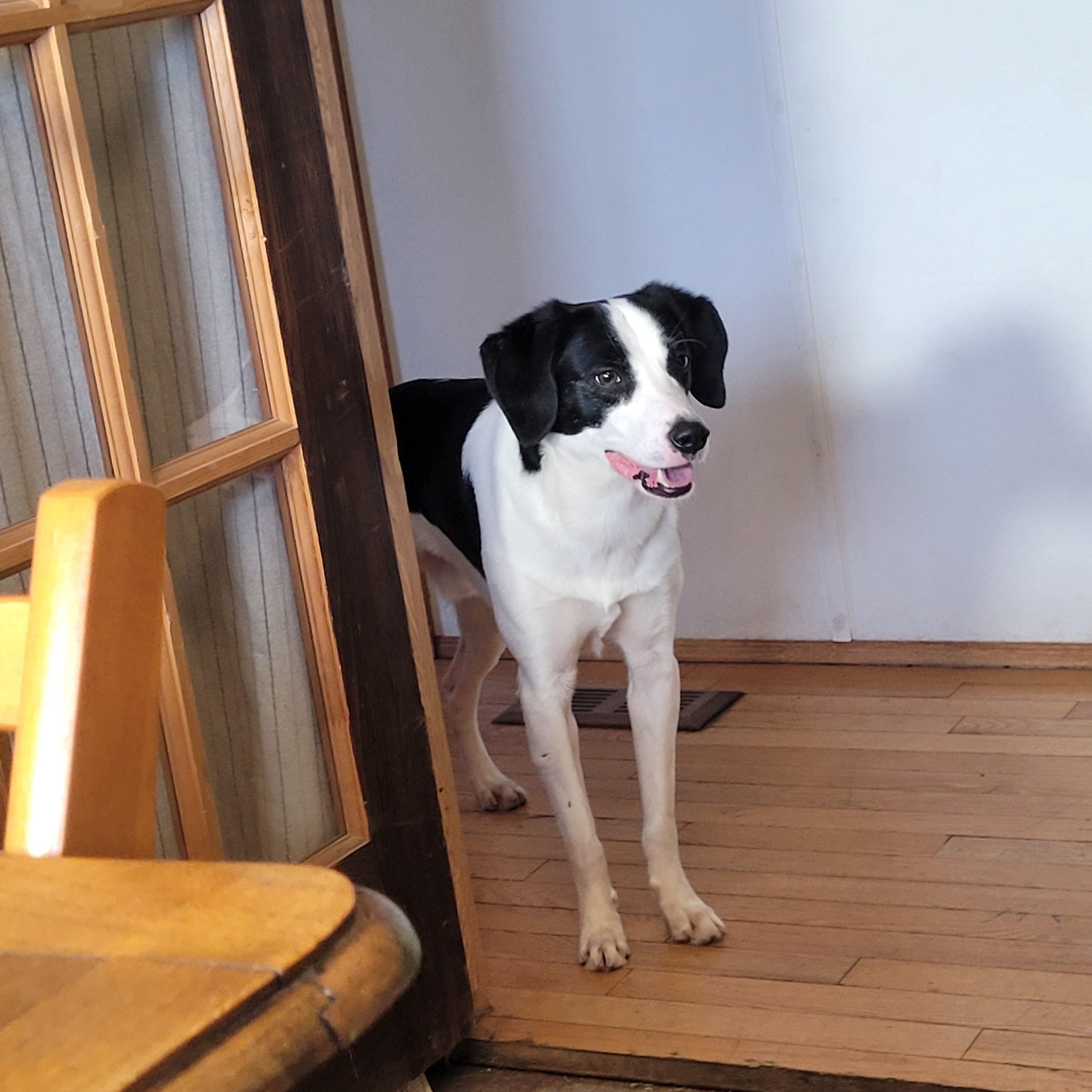 Enlarge MB, a hold mixed breed in Lacombe, AB image 2/6