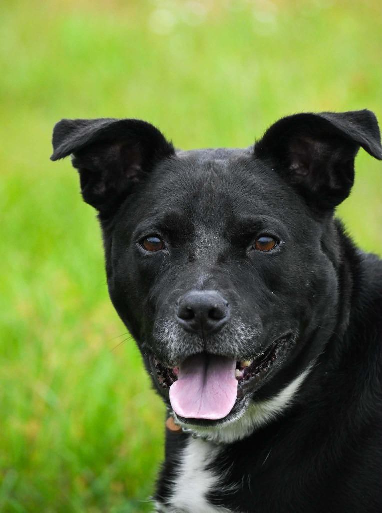 Jake, Adoptable, Adult Male Labrador Retriever & Mixed Breed.