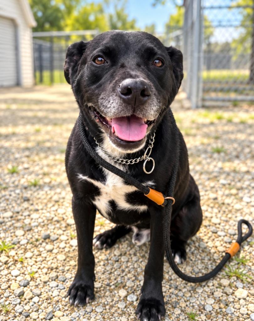 Enlarge Jake, a Adoptable mixed breed in Lagrange, IN image 2/3