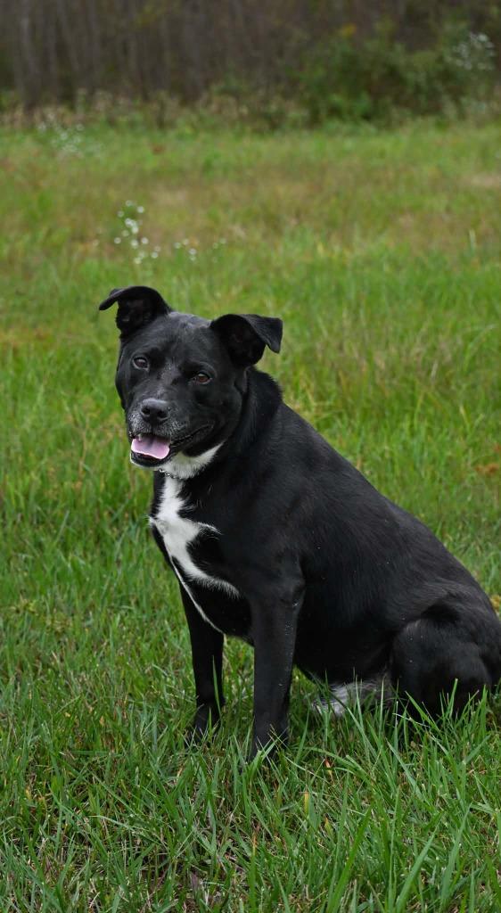 Enlarge Jake, a Adoptable mixed breed in Lagrange, IN image 3/3