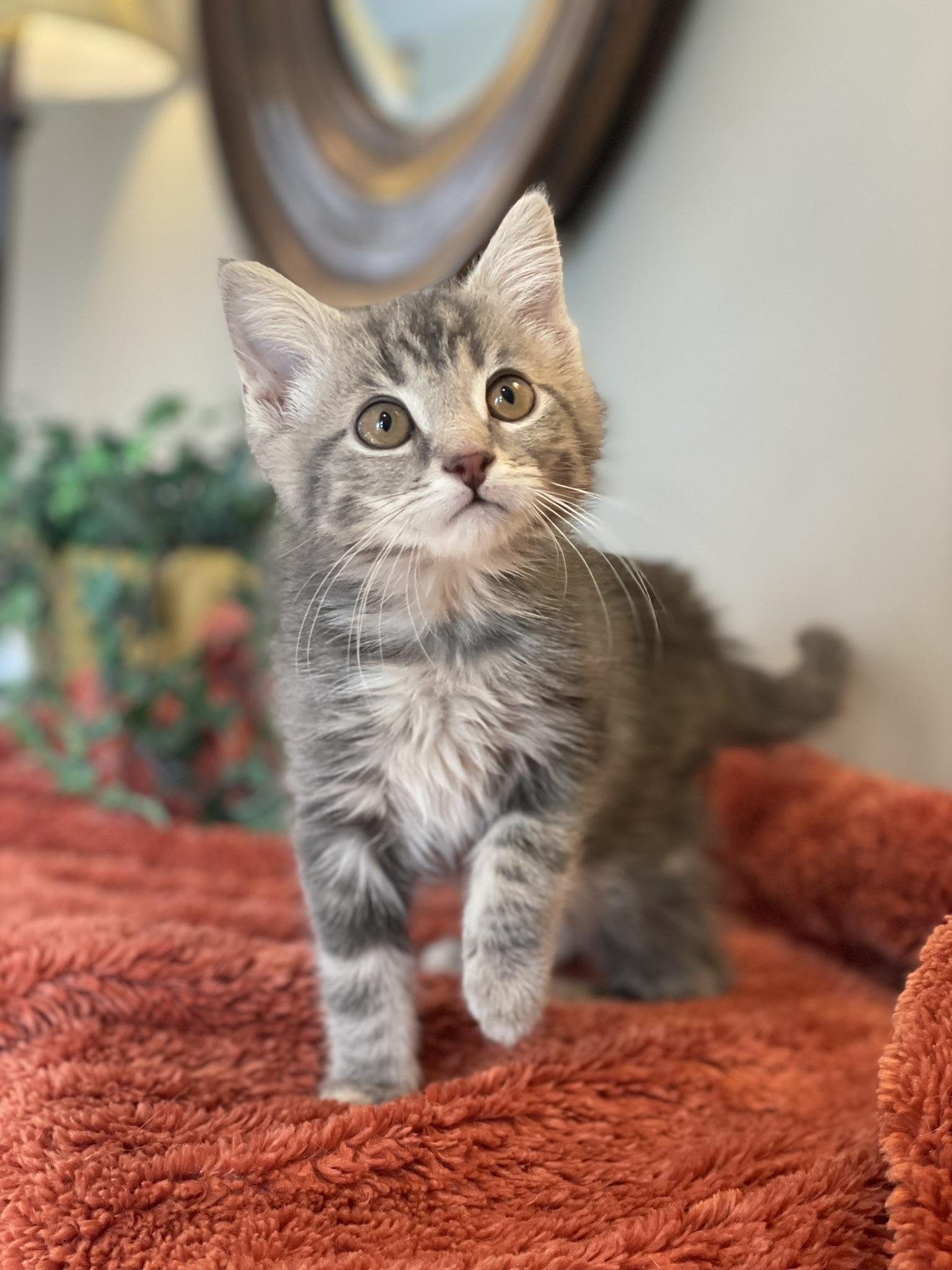 Monte - ADOPTION PENDING, adopted, Kitten Male Tabby.