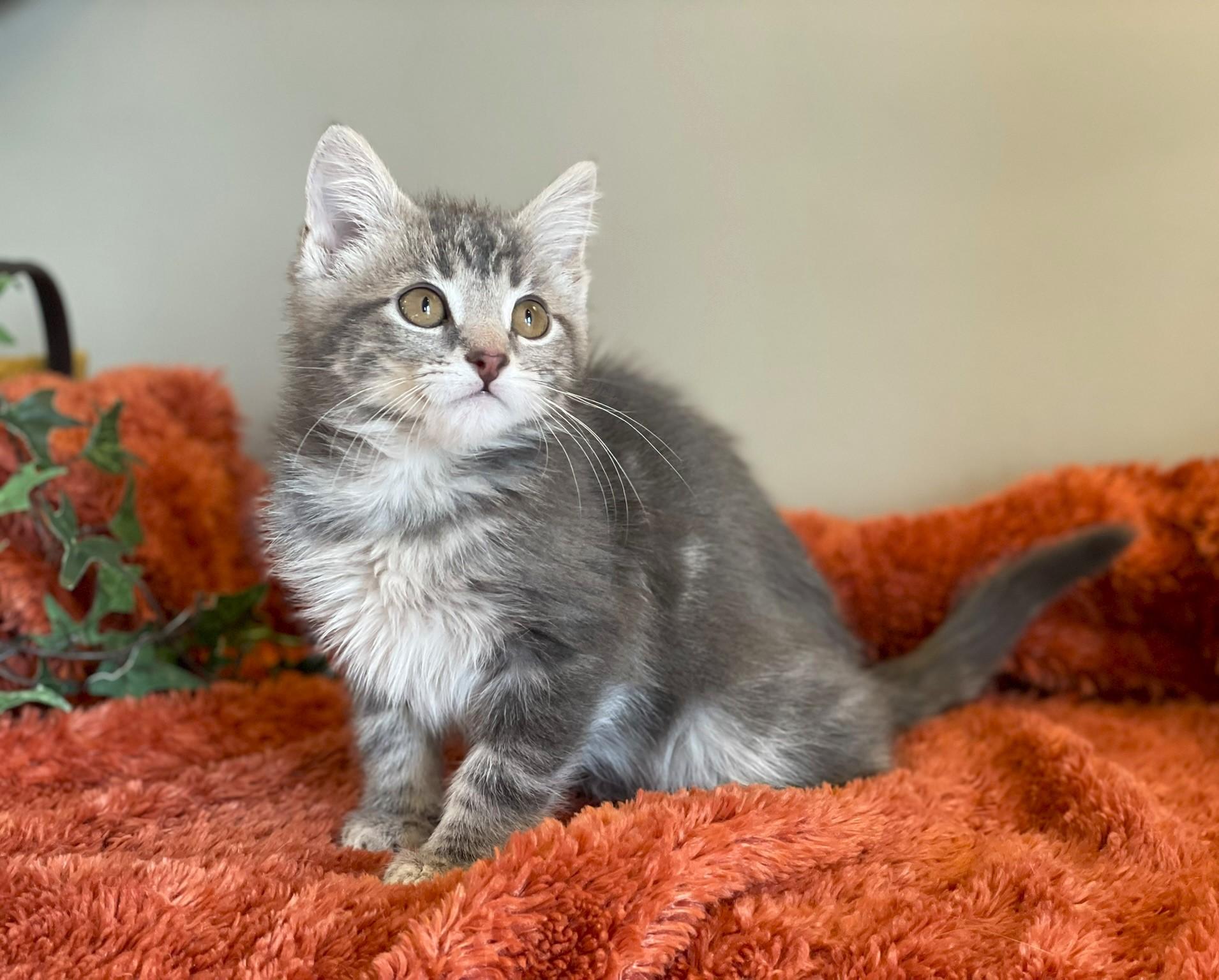 Enlarge Monte - ADOPTION PENDING, an adopted Tabby in Taylor, MI image 4/6