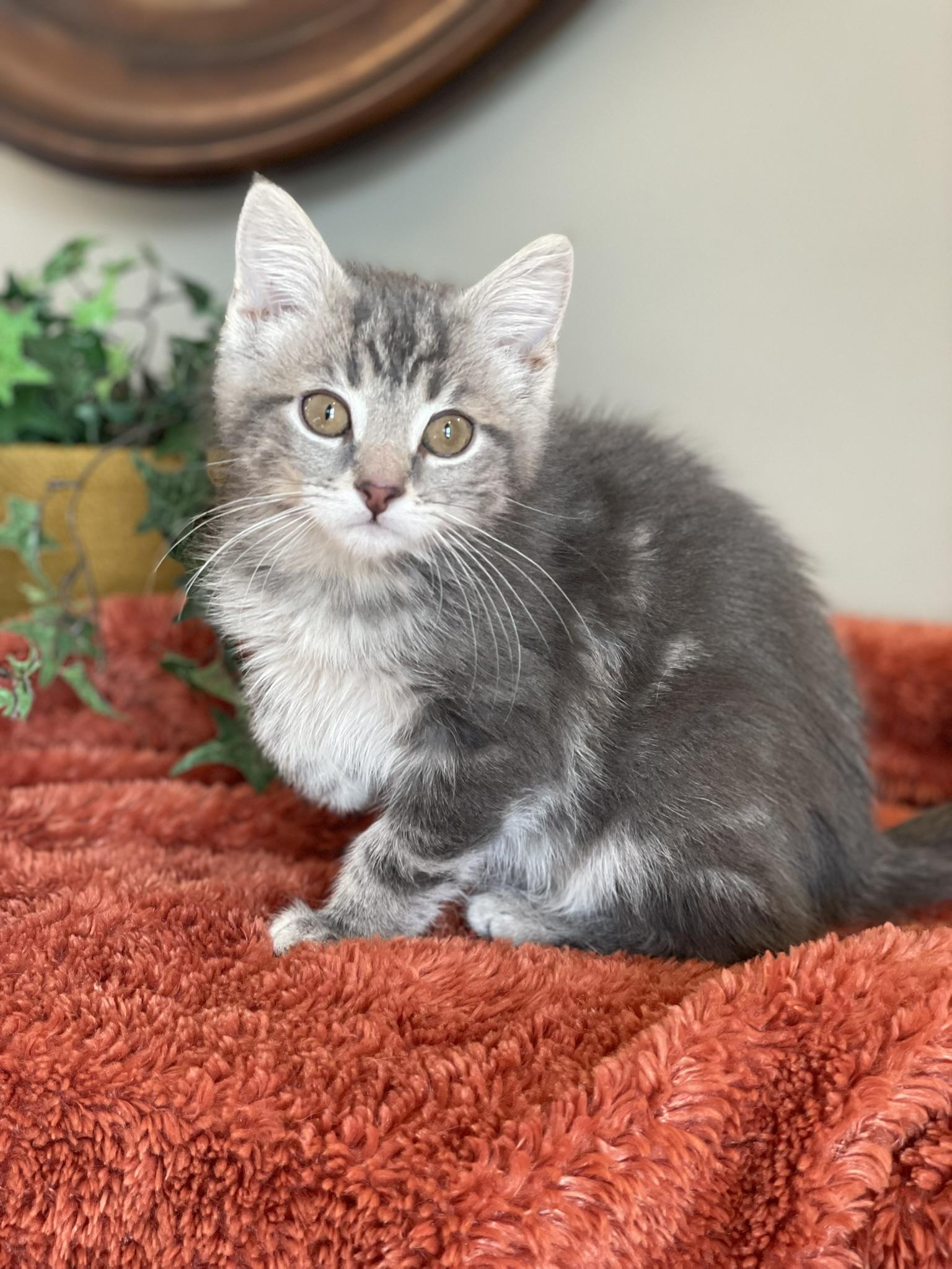 Enlarge Monte - ADOPTION PENDING, an adopted Tabby in Taylor, MI image 2/6