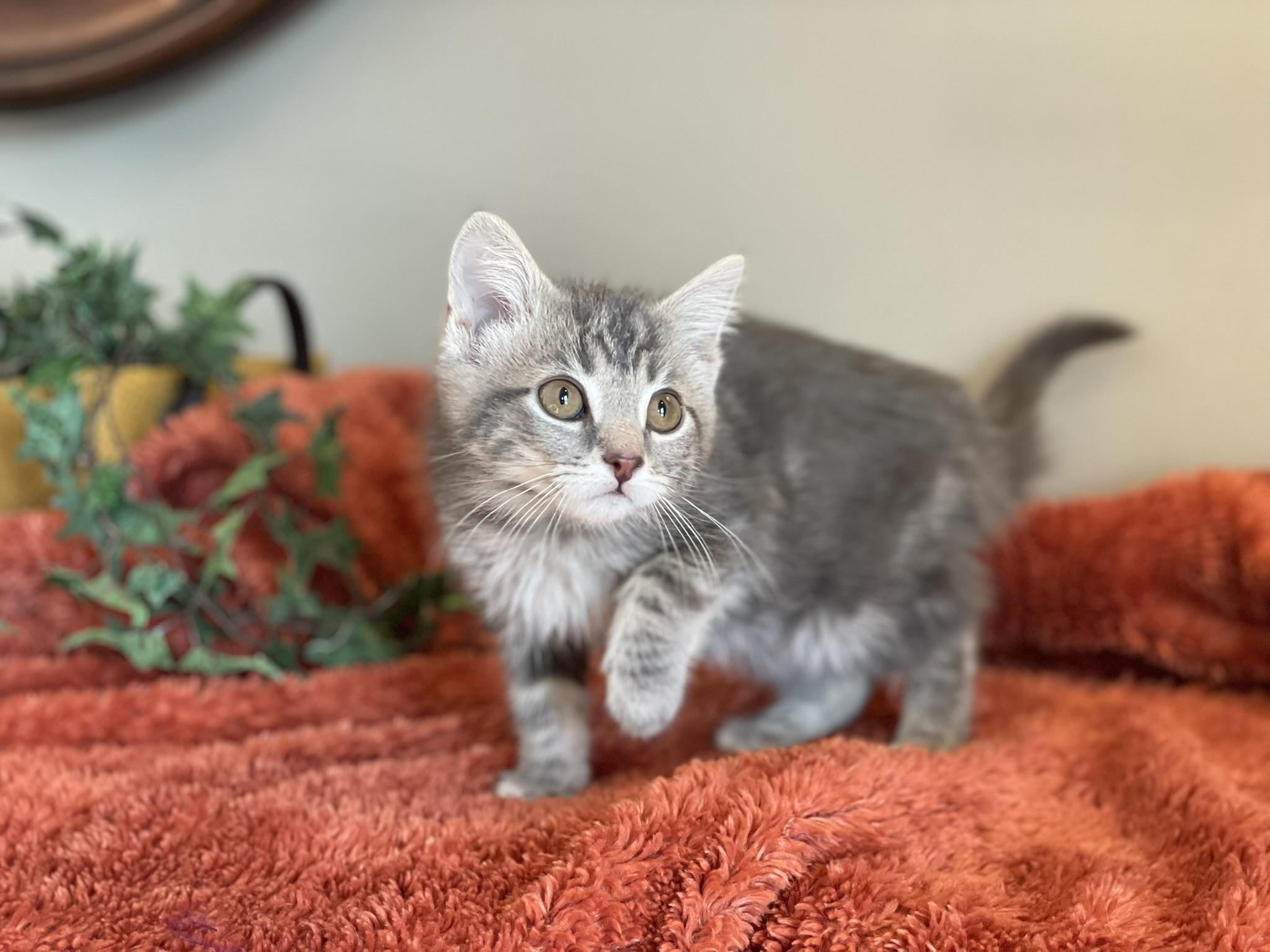 Enlarge Monte - ADOPTION PENDING, an adopted Tabby in Taylor, MI image 3/6