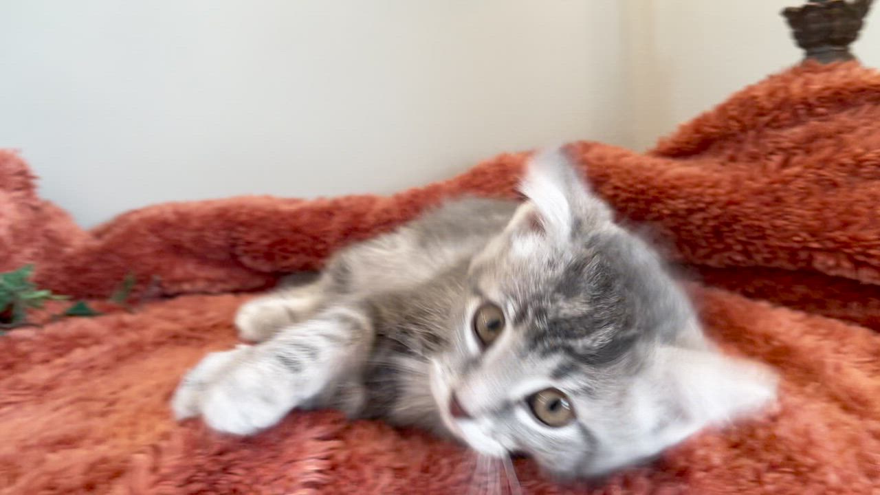 Enlarge Monte - ADOPTION PENDING, an adopted Tabby in Taylor, MI video 6/6