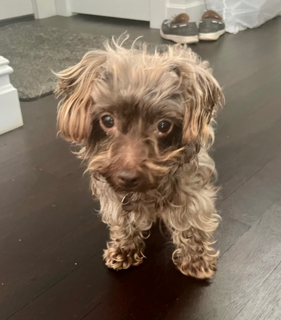 Dog for adoption Bella, a Yorkshire Terrier & Miniature Poodle Mix in