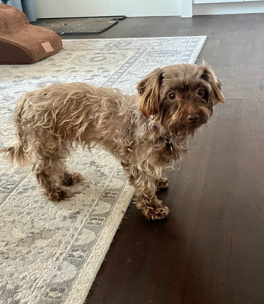 Dog for adoption Bella, a Yorkshire Terrier & Miniature Poodle Mix in