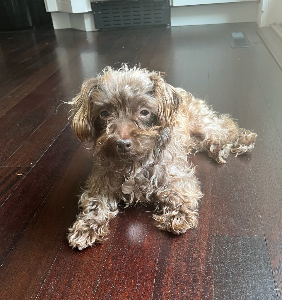 Dog for adoption Bella, a Yorkshire Terrier & Miniature Poodle Mix in