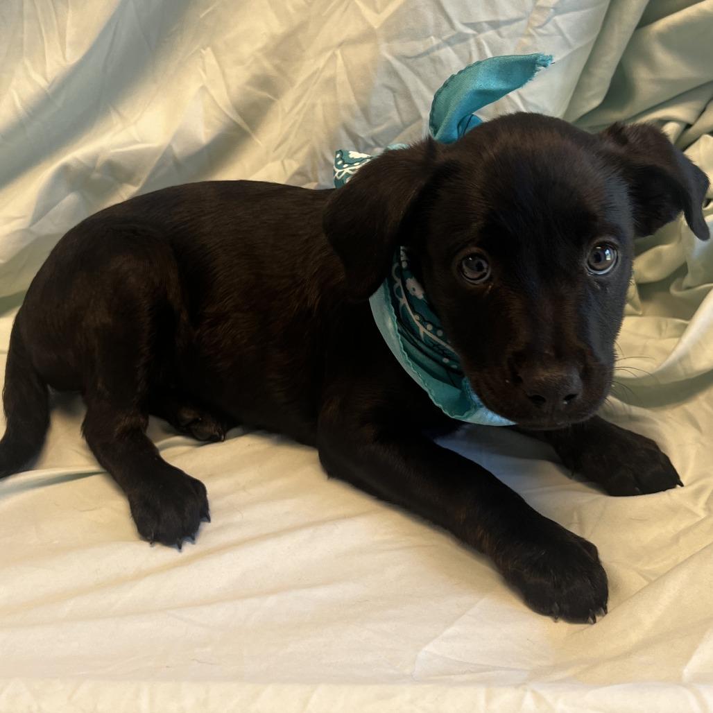 Nova, Adoptable, Puppy Female Mixed Breed.
