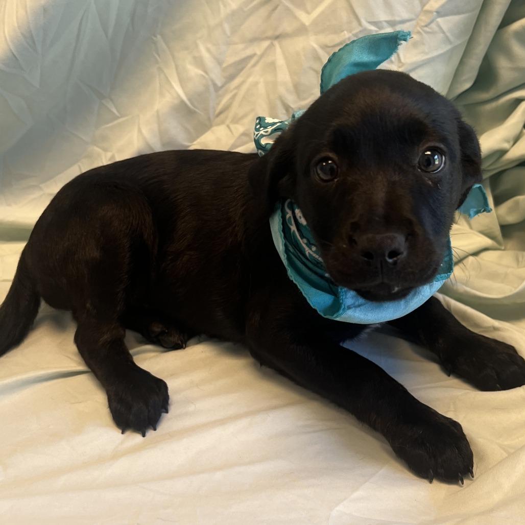 Nova, a Adoptable Mixed Breed in Canal Winchester, OH image 2/2