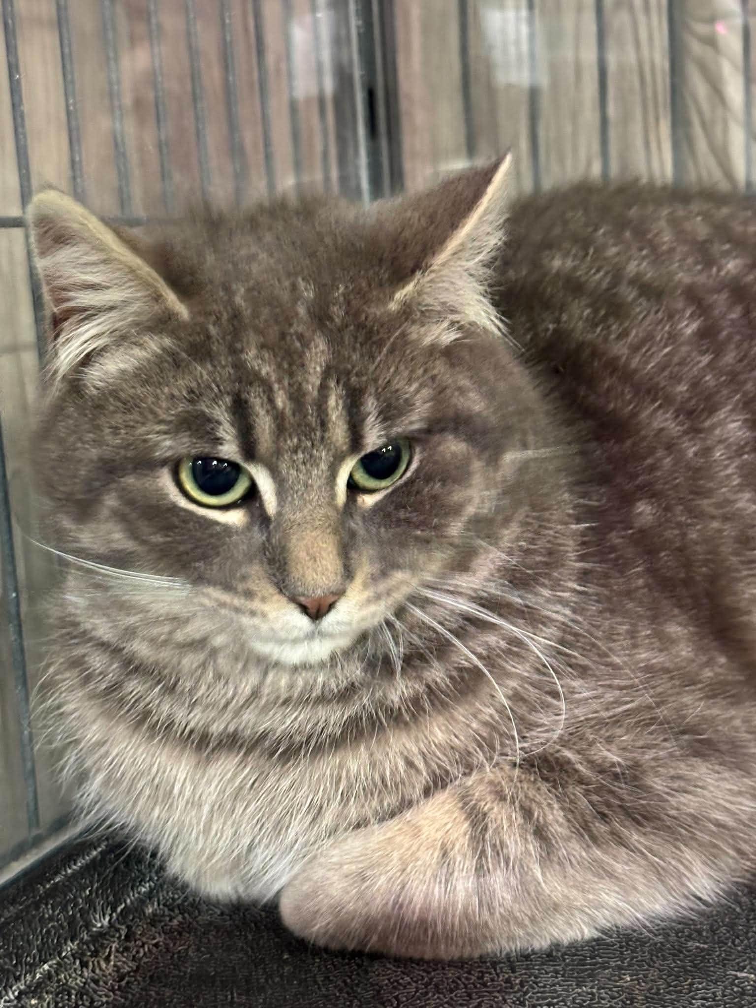 MARCUS, a Adoptable Domestic Short Hair in Tillsonburg, ON image 5/6