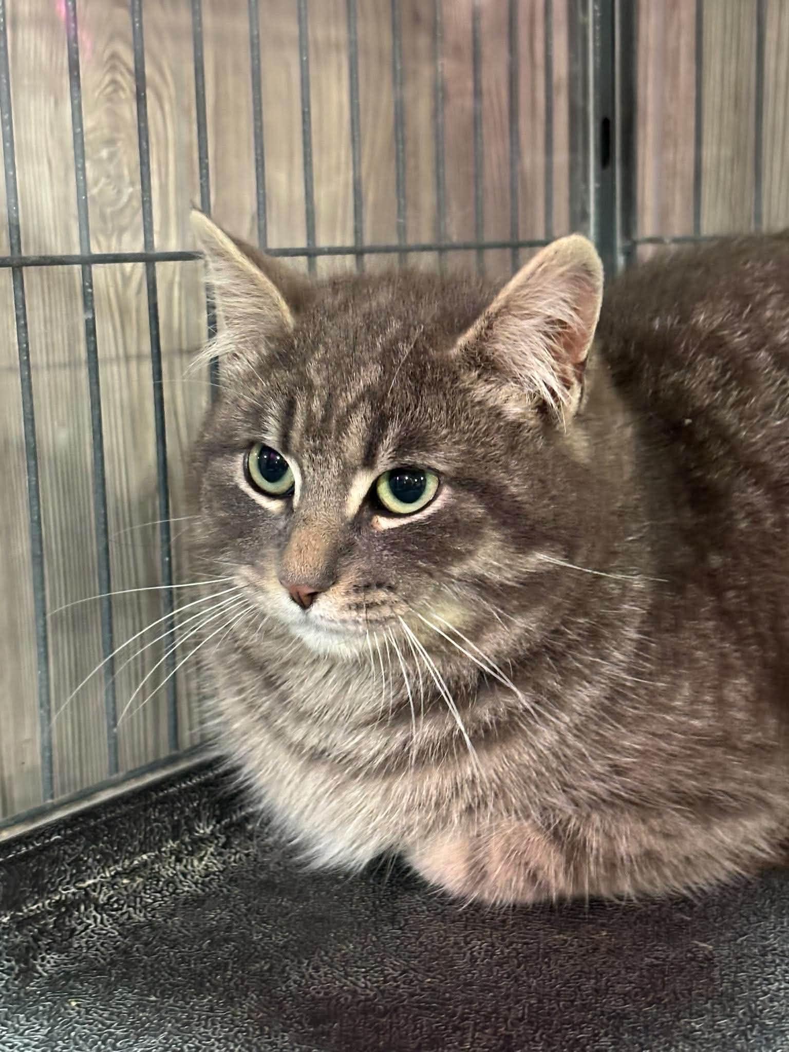 MARCUS, a Adoptable Domestic Short Hair in Tillsonburg, ON image 4/6
