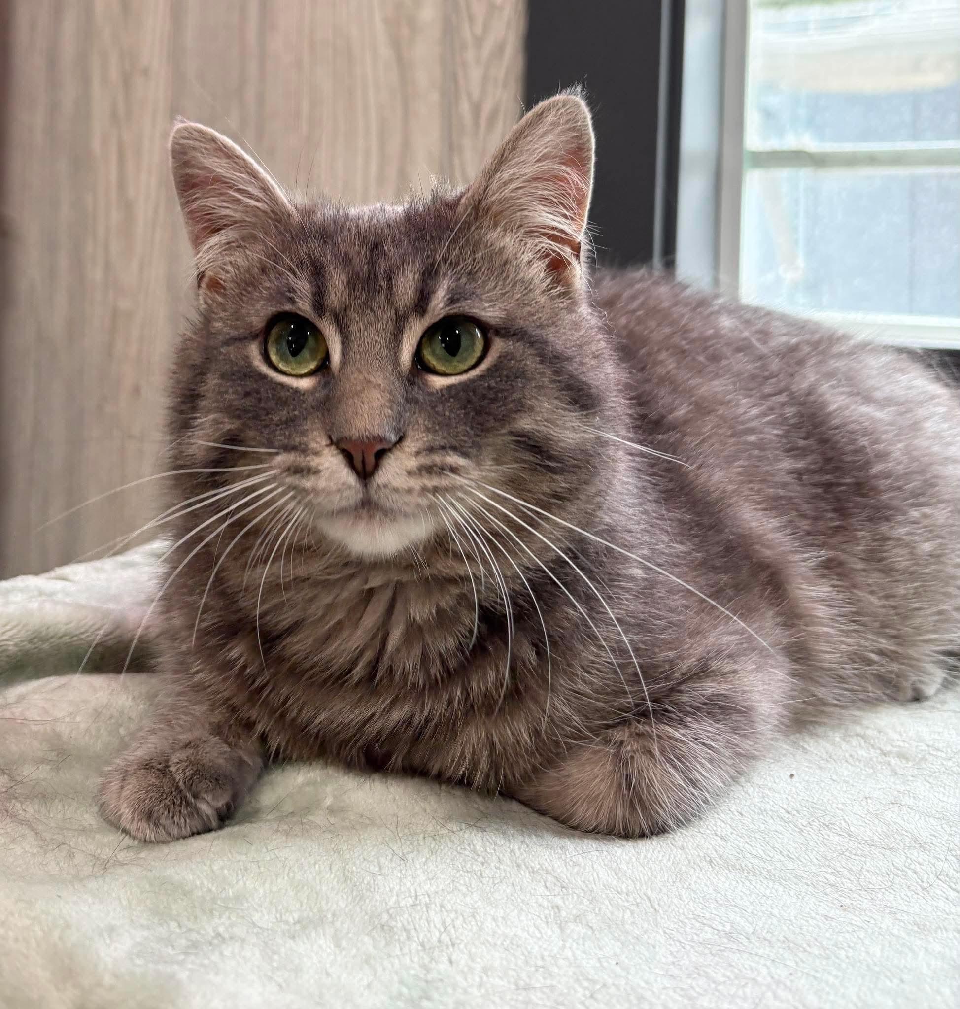 MARCUS, a Adoptable Domestic Short Hair in Tillsonburg, ON image 1/6