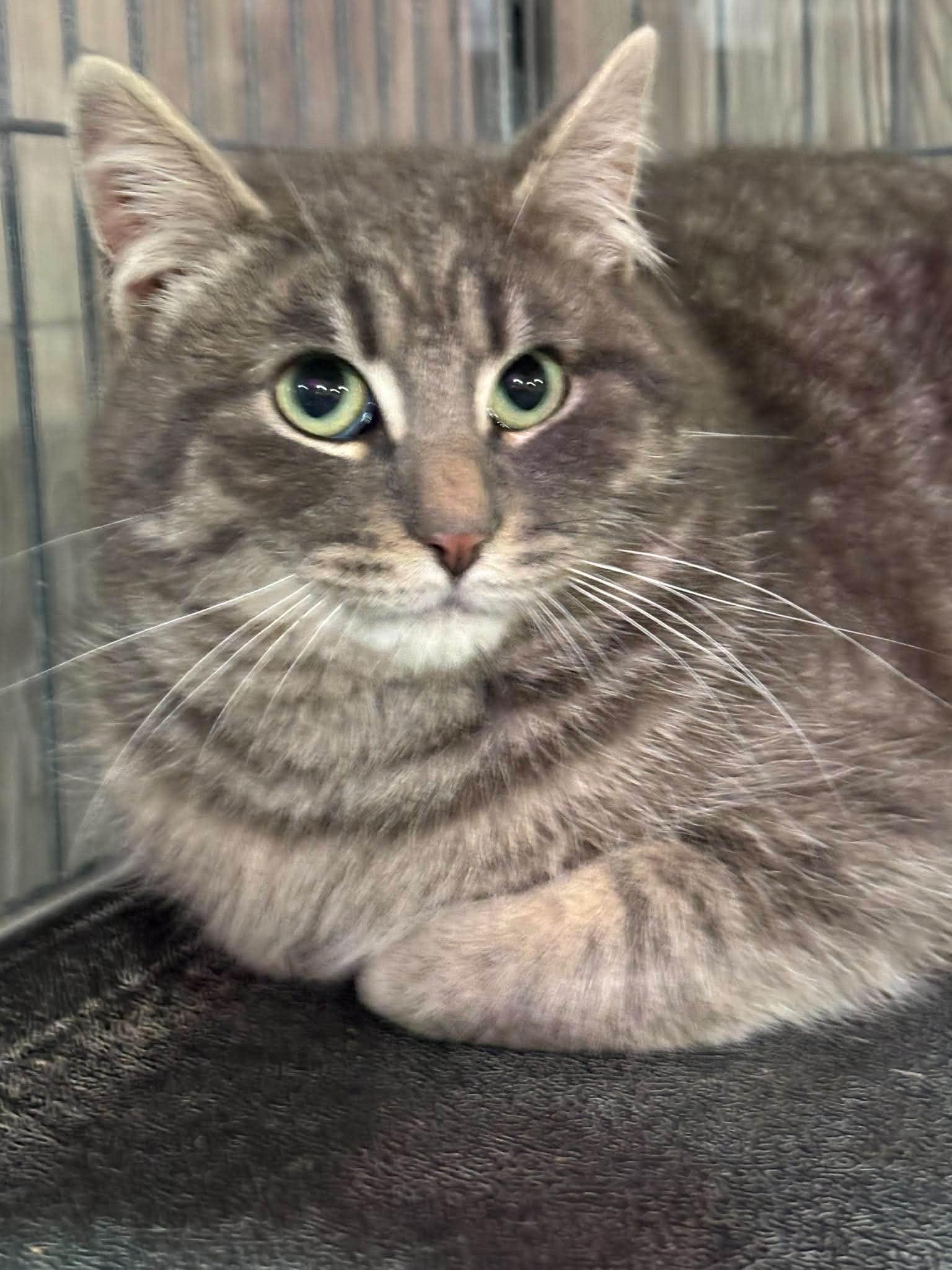 MARCUS, a Adoptable Domestic Short Hair in Tillsonburg, ON image 6/6