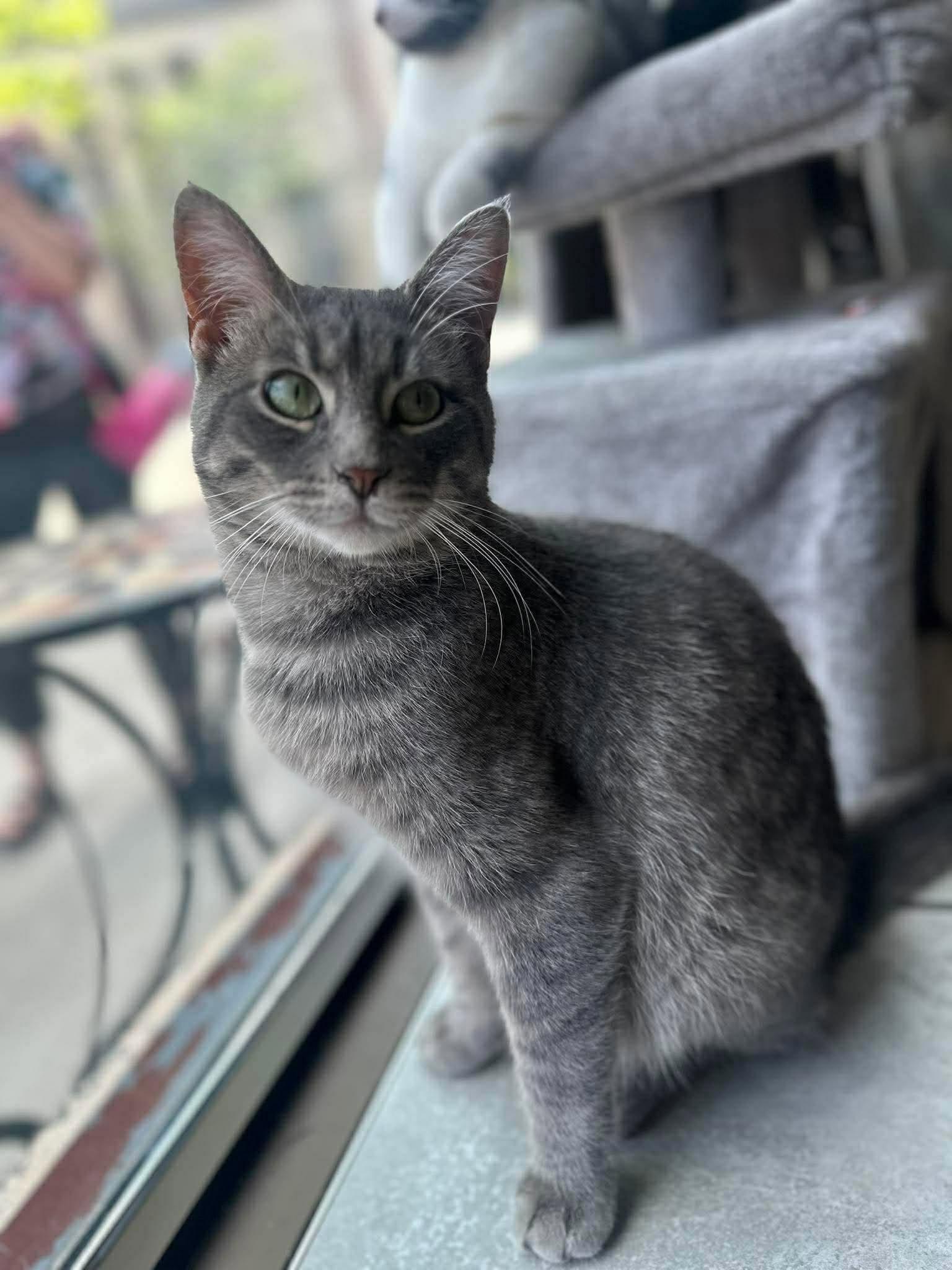 MARCUS, an adopted Domestic Short Hair in Tillsonburg, ON image 2/6