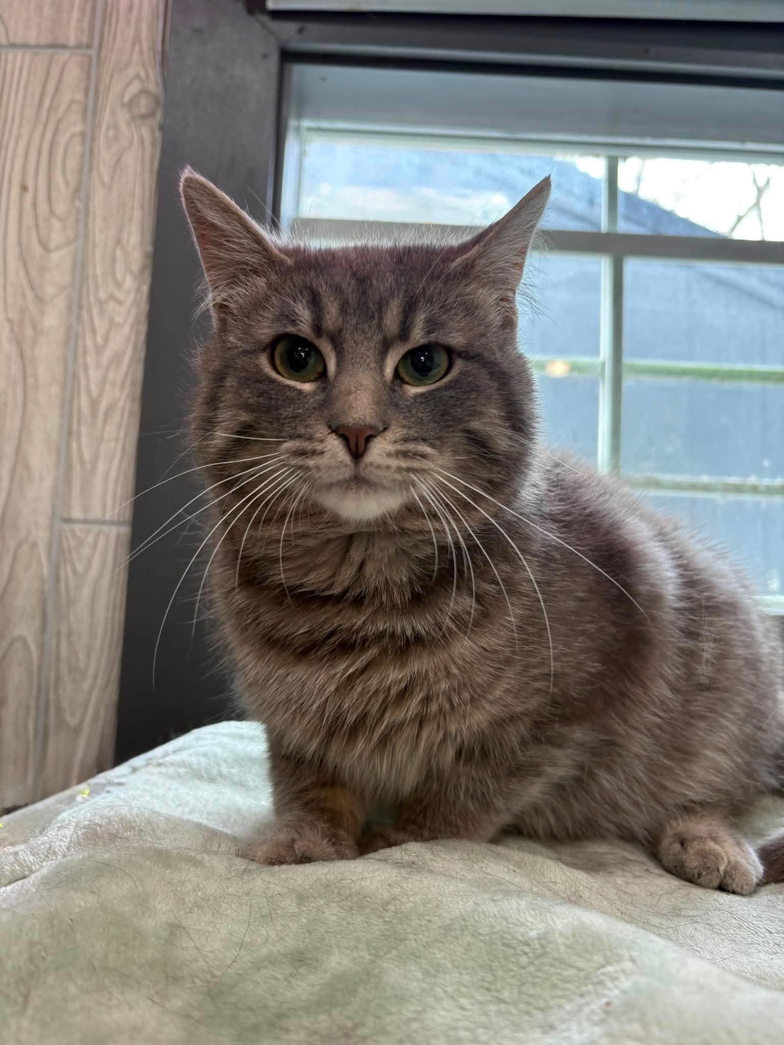 MARCUS, a Adoptable Domestic Short Hair in Tillsonburg, ON image 3/6