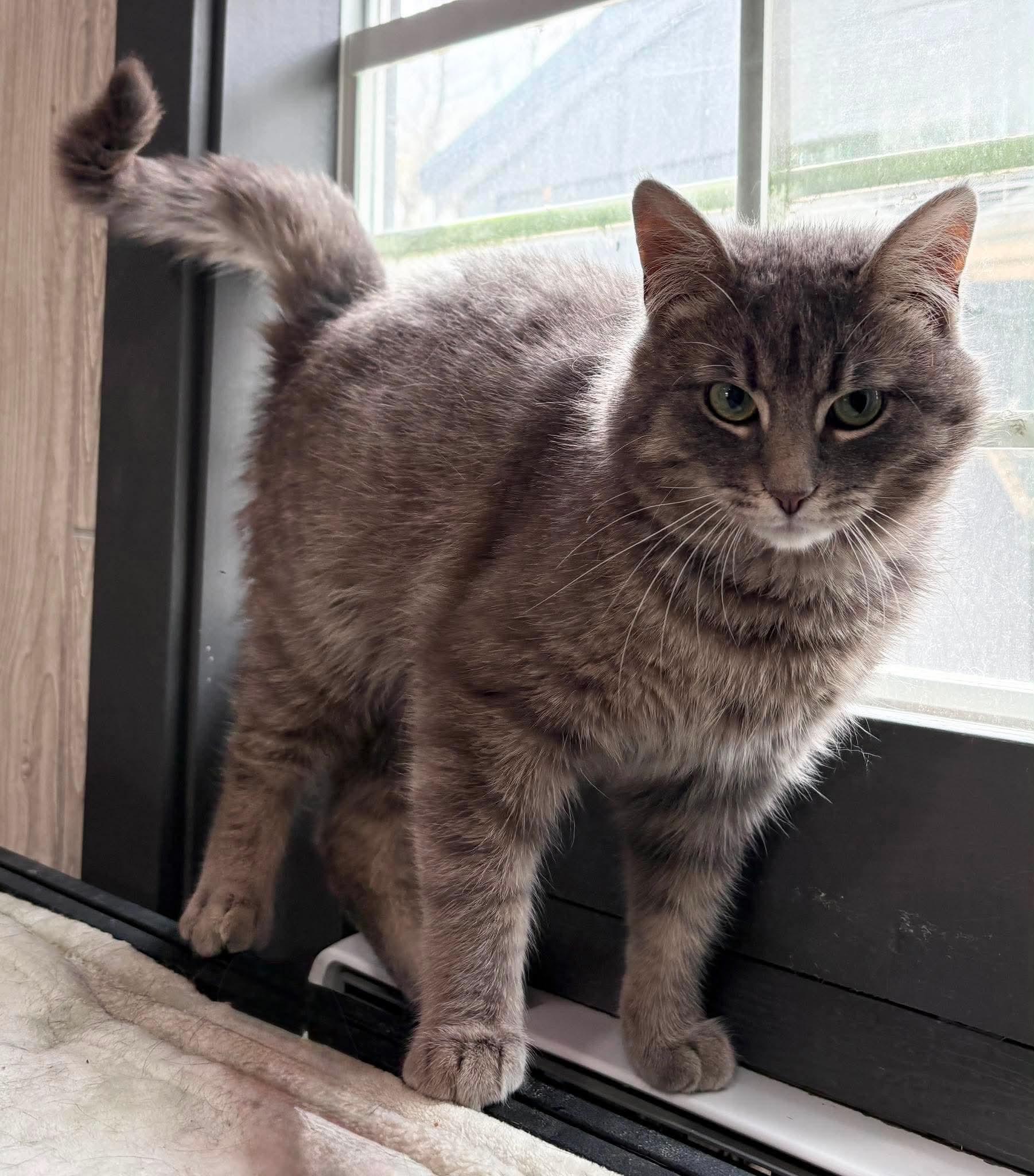 MARCUS, a Adoptable Domestic Short Hair in Tillsonburg, ON image 2/6